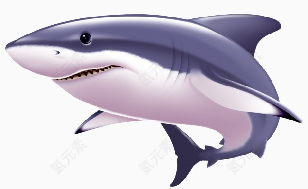 海洋生物鲨鱼