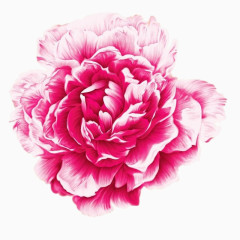 高清晰花纹背景素材图片