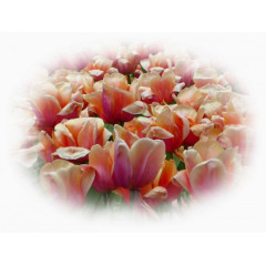 绿植花卉手绘装饰素材