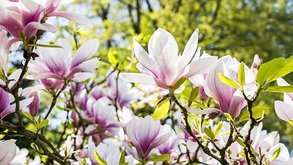 花,玉兰,性质,厂,花园,鲜花,花瓣,夏季,光明,颜色,公园,经济增长