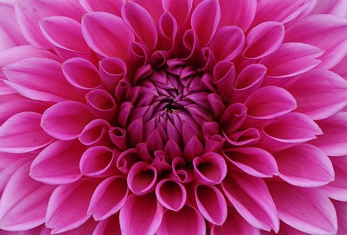 花花园,娇琴纱,菊科,观赏花,大丽花花园,开花,花园,植物群,达利拉,