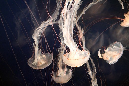 海蜇,水族馆,海洋,海,水下,水,水母,发光,免費的照片,免费图片