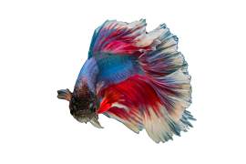 鳍图片_动物素材_游泳下载