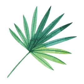 竹叶图片_植物部分素材_植物下载