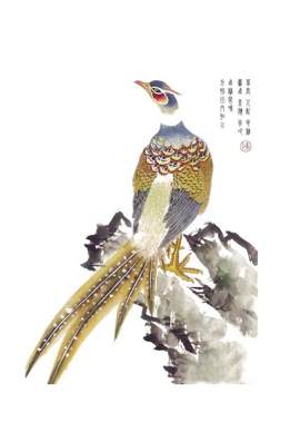 插画图片_鸟素材_虾下载