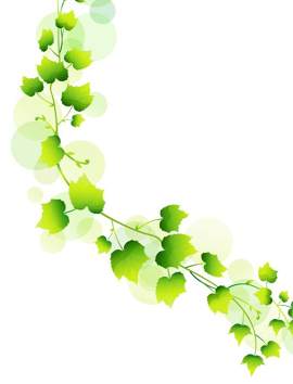 银杏叶图片_植物部分素材_植物下载