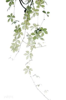 叶子图片_植物素材_绿色下载