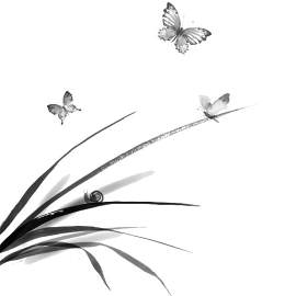 蝴蝶图片_昆虫素材_黑色下载