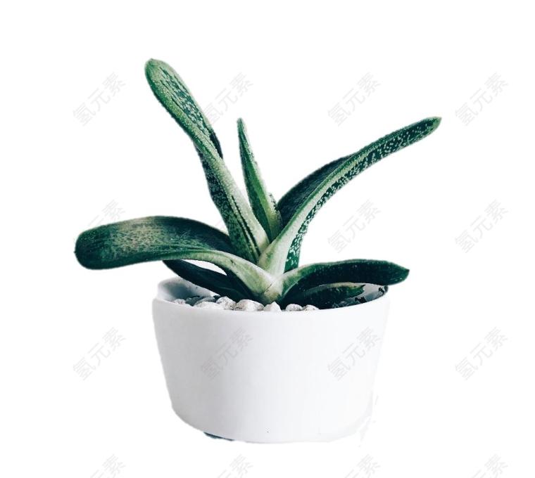 室内植物图片_白色素材_植物下载