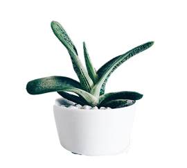 室内植物图片_白色素材_植物下载