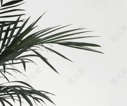 树图片_植物素材_绿色下载