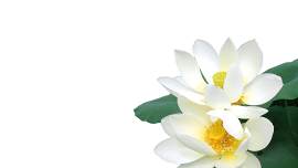 睡莲图片_白色素材_花下载