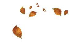 叶子图片_干的素材_灯笼果下载