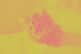 猫图片_食肉目素材_动物下载