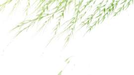 素材图片_纯净素材_植物下载