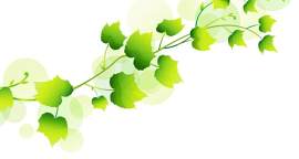 银杏叶图片_植物部分素材_兔子下载