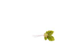 植物图片_夏季素材_花下载