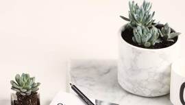 盆栽图片_盆栽/盆景素材_植物下载