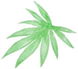 竹叶图片_植物部分素材_植物下载