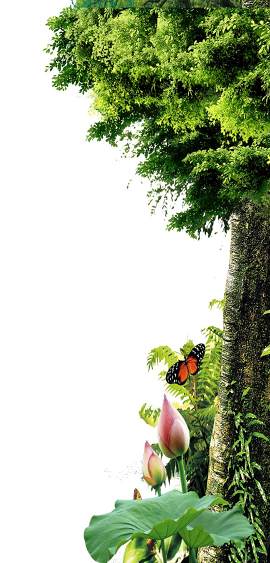 枝图片_树木素材_植物下载