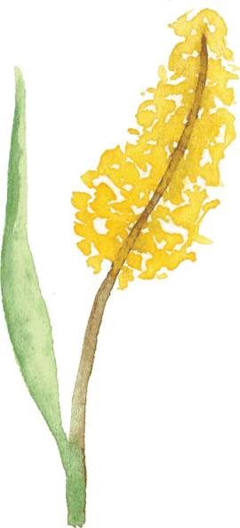 植物图片_叶子素材_自然下载