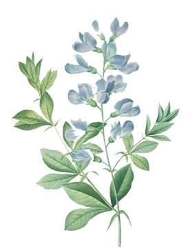 叶子图片_植物素材_药材下载