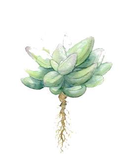植物图片_颜料素材_玉露下载