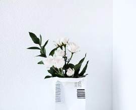 植物图片_盆栽素材_花下载