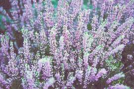 薰衣草图片_花素材_植物下载