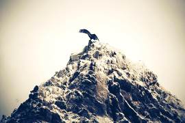 鸟图片_风光素材_自然下载