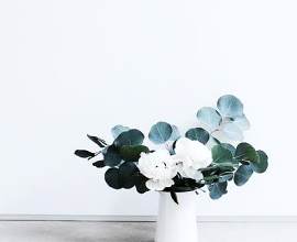 植物图片_盆栽素材_盆栽/盆景下载