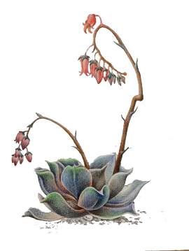 植物图片_白色素材_荔枝下载