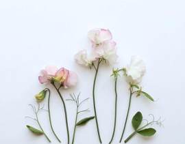 蒲公英图片_马蹄莲素材_花朵下载