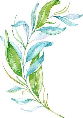 植物图片_叶子素材_草本植物下载
