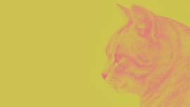 猫图片_食肉目素材_纸下载