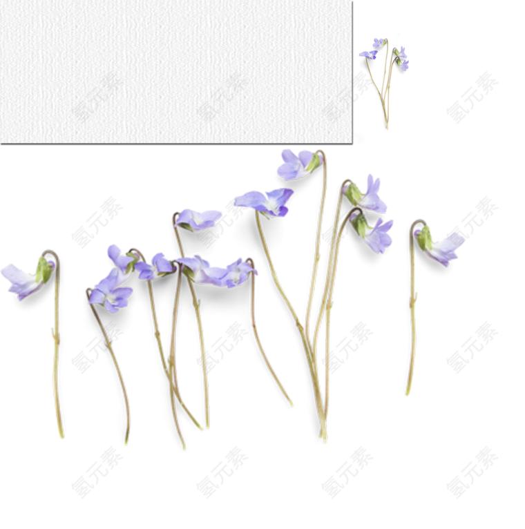 花朵素材png元素下载