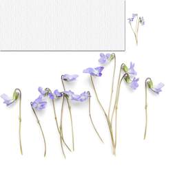花朵素材png元素下载