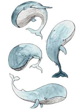 鲸鱼图片_白色素材_动物下载