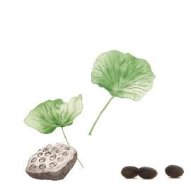 植物图片_绿色素材_叶子下载