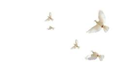 鸟图片_鸽子素材_白色下载