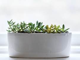 盆栽图片_花盆素材_植物下载