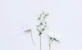 花朵图片_蓝色素材_白色下载