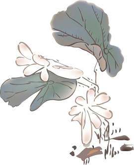 植物图片_花素材_彩色图片下载