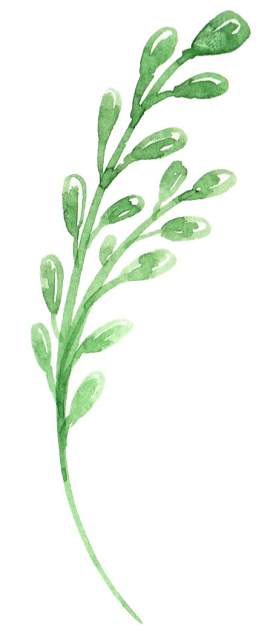 药材图片_药用植物素材_植物下载