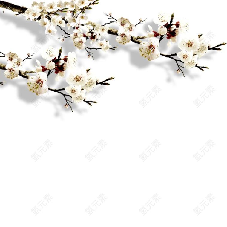 白玉兰图片_树素材_花朵下载
