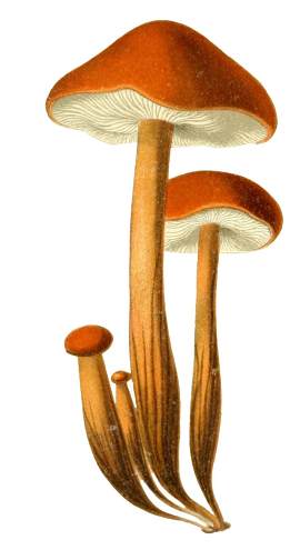 蔬菜图片_蘑菇素材_真菌下载
