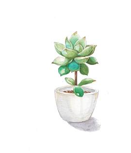 盆栽图片_盆栽/盆景素材_植物下载