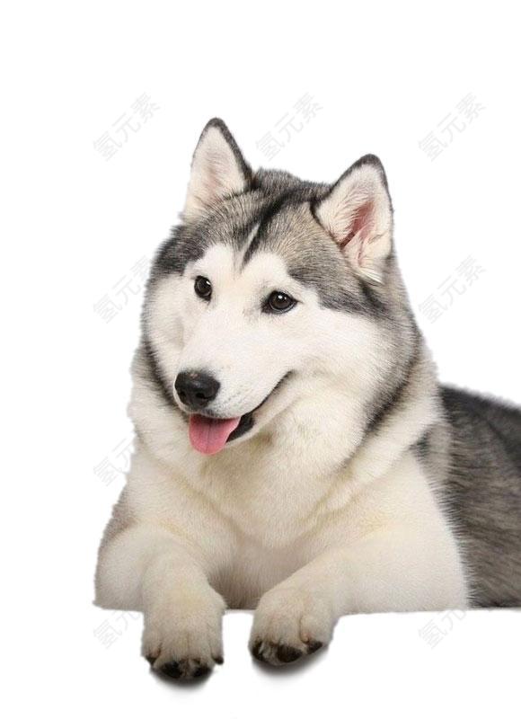 狗图片_宠物素材_食肉目下载