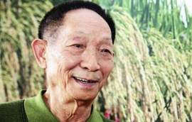 人图片_水稻素材_农作物下载