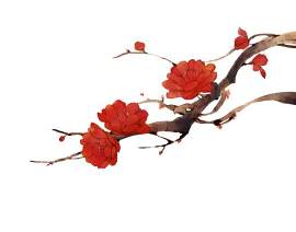 红色图片_花素材_花朵下载